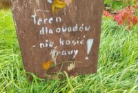 Jesienny spacer Bratków