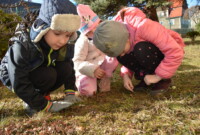 Mchy i porosty – to ciekawe!