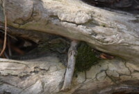 Mchy i porosty – to ciekawe!