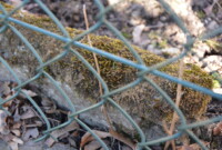 Mchy i porosty – to ciekawe!