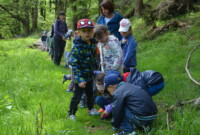 Lubimy niezapominajki!