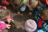 Lubimy niezapominajki!