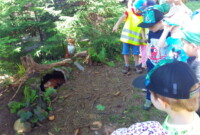 Co w lesie piszczy…