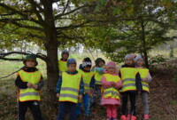 Malinki lubią drzewa