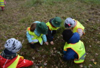 Malinki lubią drzewa