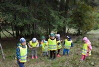 Malinki lubią drzewa