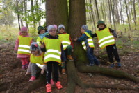 Malinki lubią drzewa