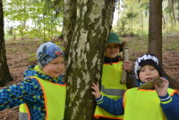 Malinki lubią drzewa