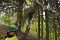 Malinki lubią drzewa