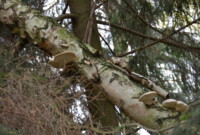 Malinki lubią drzewa