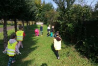 Bławatki sprzątają