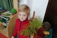 rbt Projekt „Drzewo”