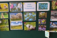 Dzień Polskiej Niezapominajki