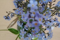 Dzień Polskiej Niezapominajki