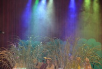 „Brzydkie kaczątko”