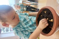 Od ziarenka do rośliny