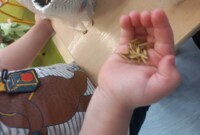 Od ziarenka do rośliny