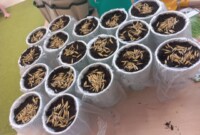 Od ziarenka do rośliny