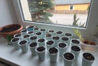 Od ziarenka do rośliny