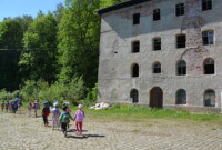 Dzień Polskiej Niezapominajki