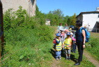 Dzień Polskiej Niezapominajki