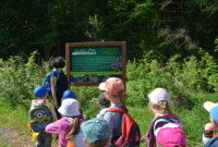 Dzień Polskiej Niezapominajki