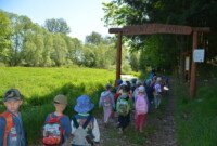 Dzień Polskiej Niezapominajki