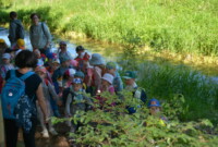 Dzień Polskiej Niezapominajki