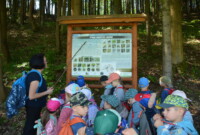 Dzień Polskiej Niezapominajki