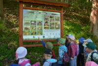 Dzień Polskiej Niezapominajki