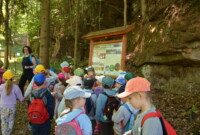 Dzień Polskiej Niezapominajki