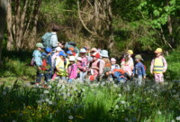 Dzień Polskiej Niezapominajki