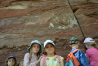 Dzień Polskiej Niezapominajki