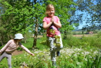 Dzień Polskiej Niezapominajki