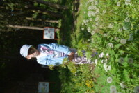 Dzień Polskiej Niezapominajki