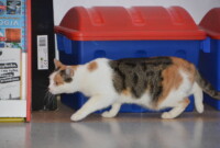 Światowy dzień kota