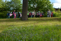 Dzień polskiej niezapominajki