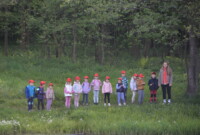 Dzień polskiej niezapominajki