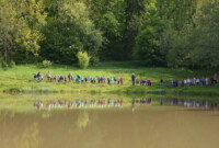 Dzień polskiej niezapominajki