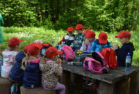 Dzień polskiej niezapominajki