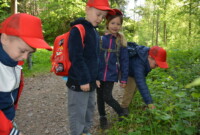 Dzień polskiej niezapominajki