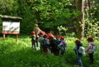 Dzień polskiej niezapominajki