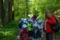 Dzień polskiej niezapominajki