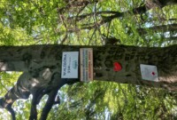 Niezapominajki i Bratki zdobywają szczyt Waligóry