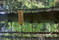 Niezapominajki i Bratki zdobywają szczyt Waligóry