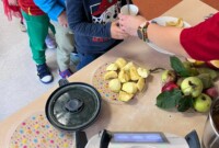 Dzień jabłka – Stokrotki