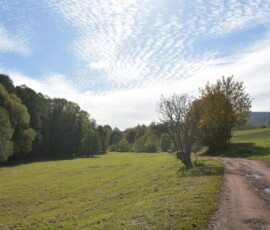 Leśne opowieści